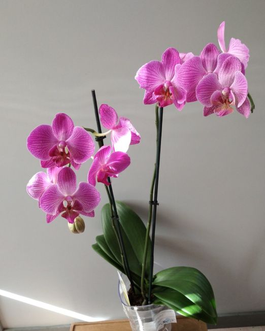 орхидея Фаленопсис _1