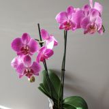 Орхидея фаленопсис 2 ветки в кашпо — 376