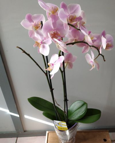 орхидея Фаленопсис _3
