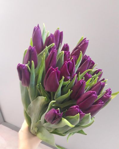 Тюльпан фиолетовый 389