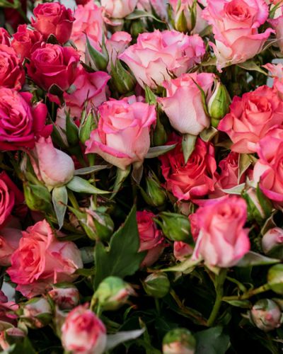 Букет из 11 кустовых роз микс 638