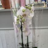 Орхидея фаленопсис 2 ветки в кашпо — 376