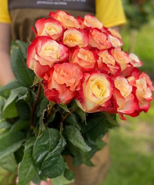 Букет из эквадорских двухцветных роз — 636