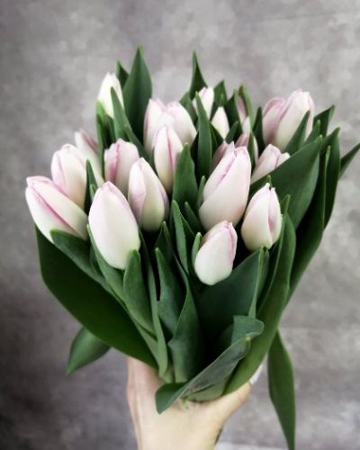 Тюльпан нежно- розовый 811