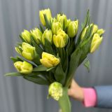 Тюльпан пионовидный желтый — 875