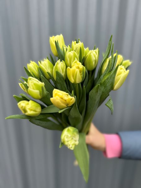 Тюльпан пионовидный желтый — 875