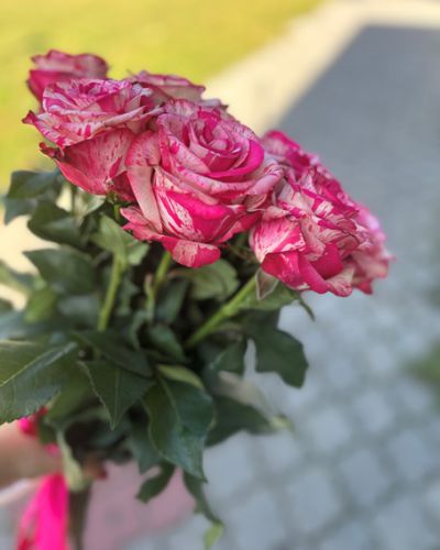 Букет из 11 розовых роз 655