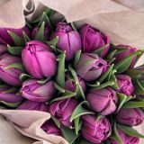 Тюльпан фиолетовый пионовидный 389