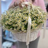Корзина с ромашками 422