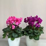 Горшечное растение в подарочной упаковке цикламен -807