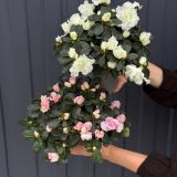 Горшечное растение Азалия в кашпо 806