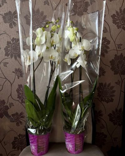 Орхидея фаленопсис 2 ветки — 376