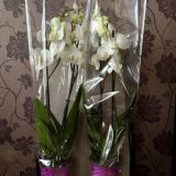 Орхидея фаленопсис 2 ветки — 376