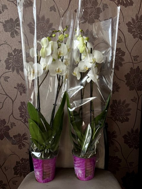орхидея фаленопсис