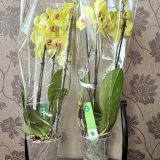 Орхидея фаленопсис 2 ветки — 376