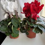 Горшечное растение в подарочной упаковке цикламен -807